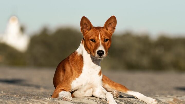 Os cachorros da raça basenji conquistam admiradores por seu comportamento peculiar e aparência elegante (Imagem: Olha Didenko |  Shutterstock)