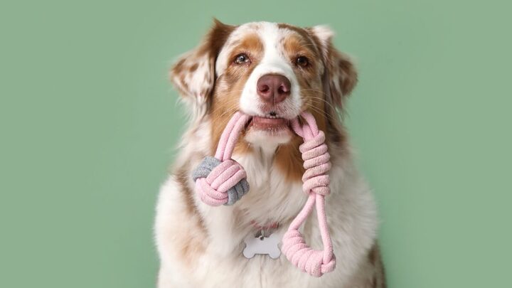Os brinquedos oferecem estímulo cognitivo e sensorial aos pets (Imagem: Pixel-Shot | Shutterstock)