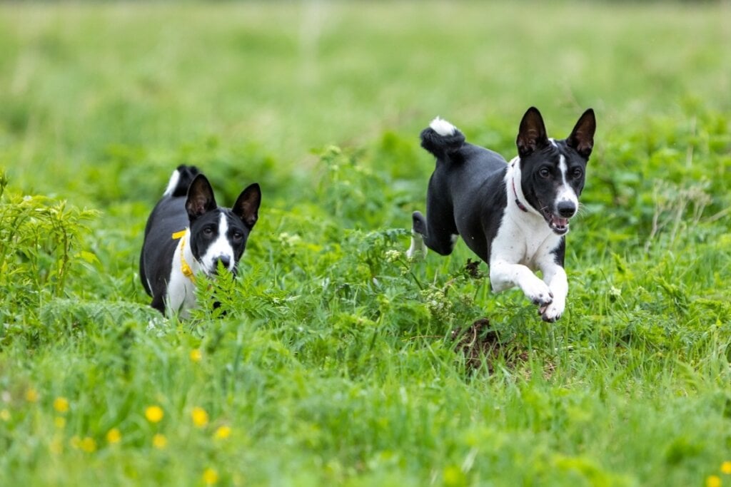 Os cachorros basenji necessitam de brincadeiras e exerc&iacute;cios f&iacute;sicos para evitar o t&eacute;dio (Imagem: Glikiri | Shutterstock)
