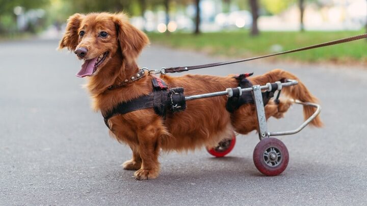 Com algumas adaptações, os animais de estimação com deficiência podem ter uma qualidade de vida melhor (Imagem: Liukov | Shutterstock)