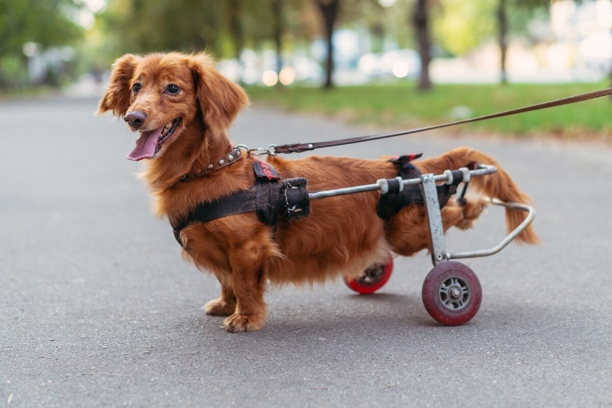 Com algumas adaptações, os animais de estimação com deficiência podem ter uma qualidade de vida melhor (Imagem: Liukov | Shutterstock)