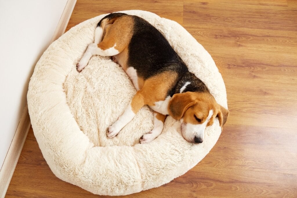 Os cachorros preferem locais tranquilos e seguros para dormir (Imagem: Viktorya Telminova | Shutterstock)