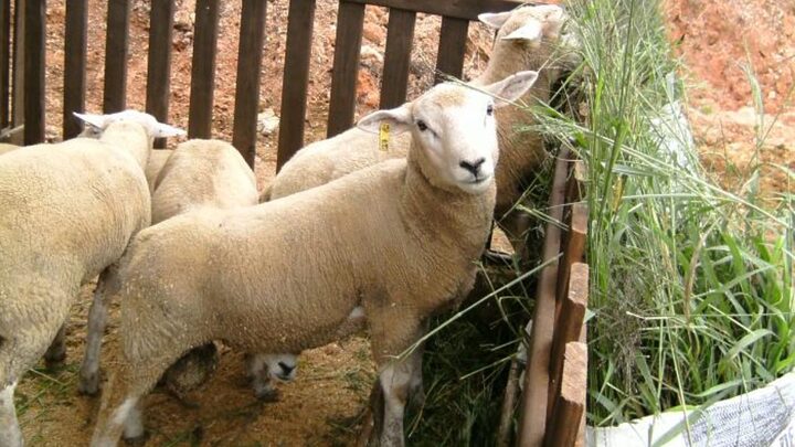 ovelha