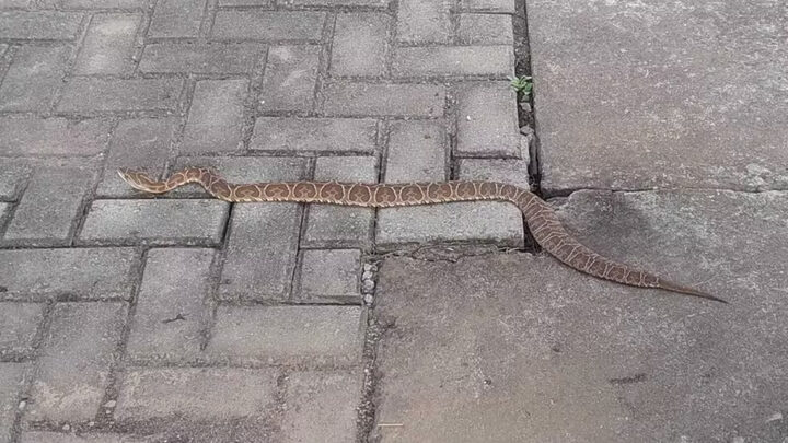 Cobra é capturada em local de votação do RS após dar susto em eleitores