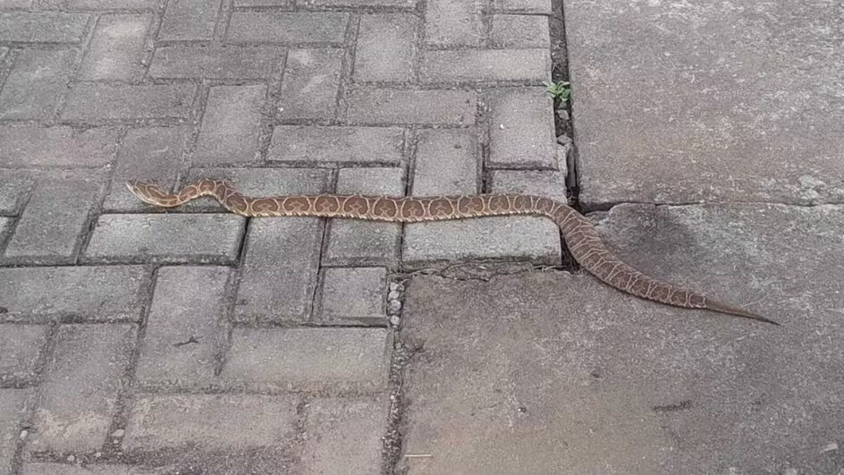 Cobra é capturada em local de votação do RS após dar susto em eleitores
