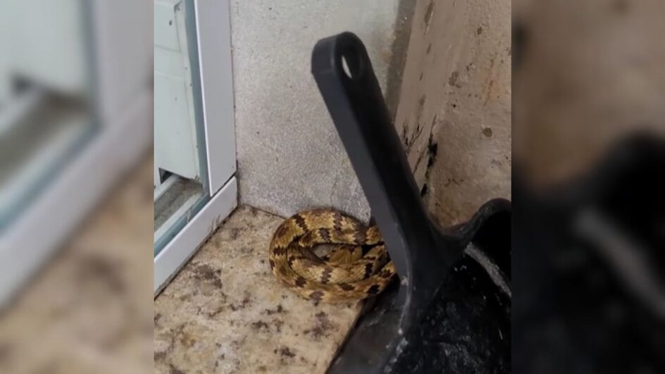 Cobras foram encontradas em casas no Norte de SC.