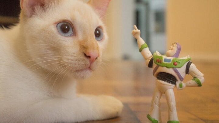 Personagens marcantes da Pixar são inspirações criativas para nomes de gatos (Imagem: Luan Rezende | Shutterstock)