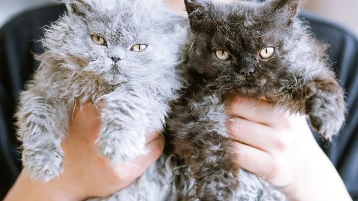 Gatos com pelagem cacheada se destacam dos demais (Imagem: Jilin Su | Shutterstock)