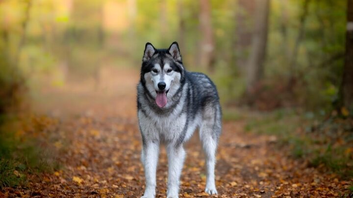 Apesar das diferenças comportamentais e físicas, os cachorros e os lobos têm muitas semelhanças genéticas e biológicas (Imagem: BAUER Alexandre | Shutterstock)