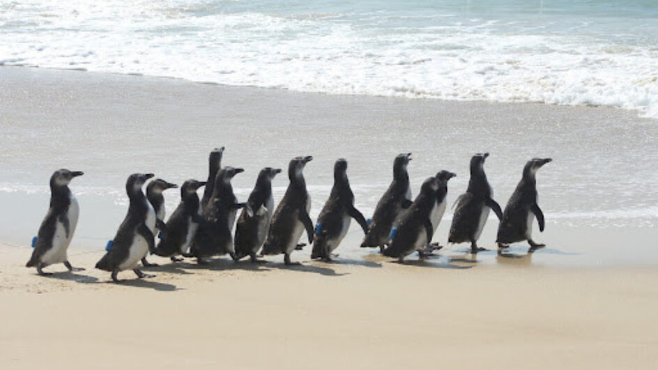 Mais de 2,6 mil pinguins são encontrados mortos em Florianópolis na temporada de 2024
