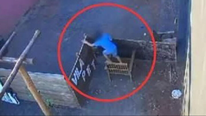 Menino de 9 anos invade hospital veterinário e esquarteja 23 animais