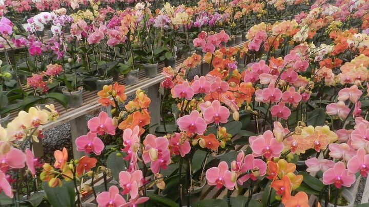 Orquidário catarinense tem mais de 100 anos.