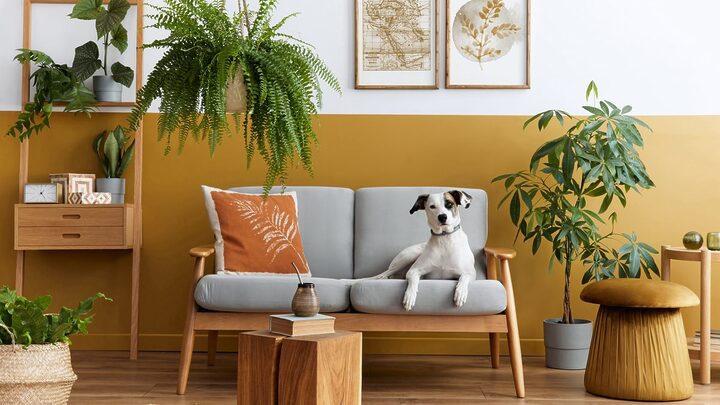 Algumas plantas podem ser perigosas para cães e gatos (Imagem: Followtheflow | Shutterstock)