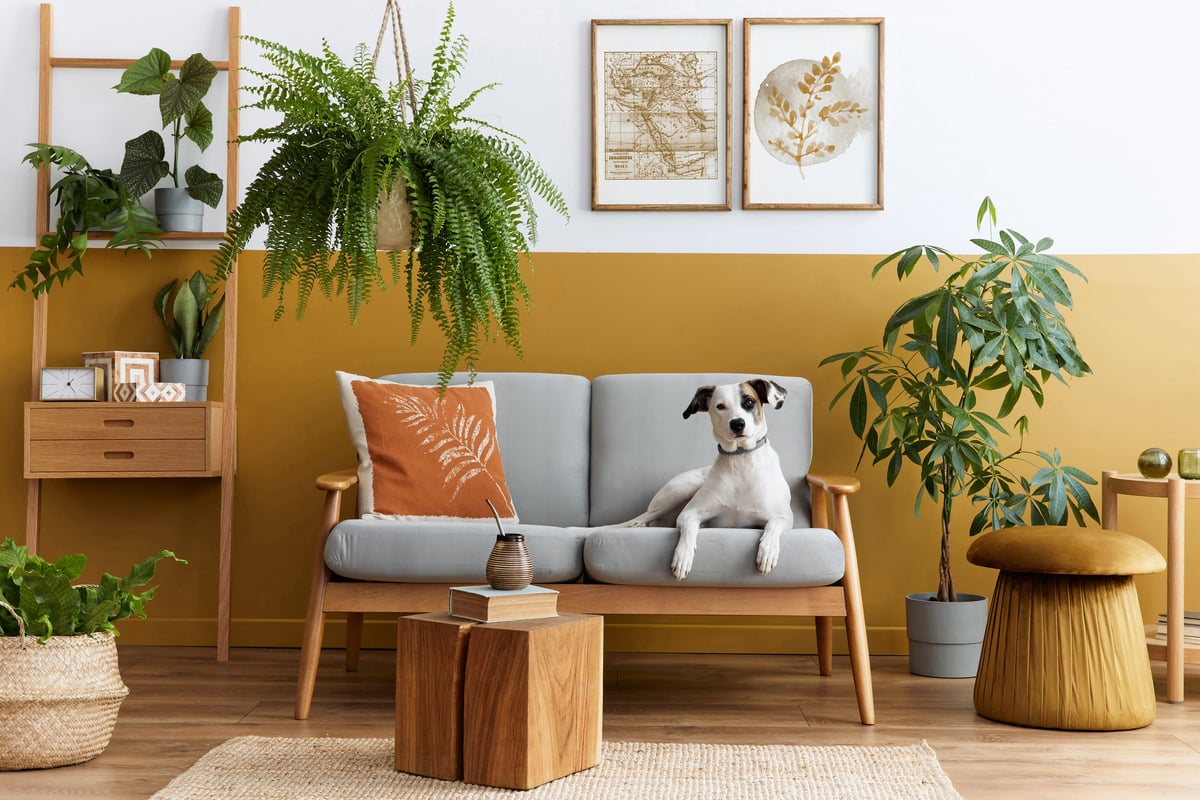 Algumas plantas podem ser perigosas para cães e gatos (Imagem: Followtheflow | Shutterstock)