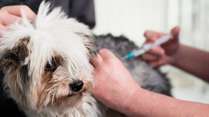 SC recebe 3 mil doses de vacina contra raiva de cães e gatos em 2024