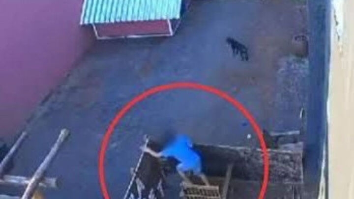 Saiba quem é Vitória, a coelha que sobreviveu a massacre de criança (1)