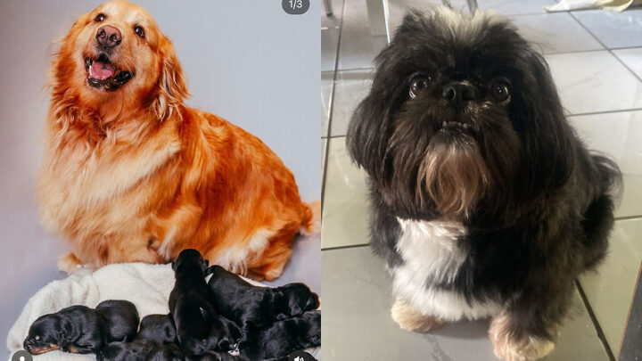 Shih tzu engravida golden retriever durante estadia em pet hotel_ _Ele é pai de primeira viagem