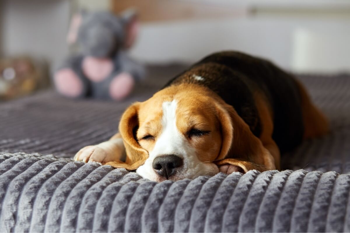 O sono de qualidade é essencial para os cachorros manterem a saúde física e mental (Imagem: Viktorya Telminova | Shutterstock)