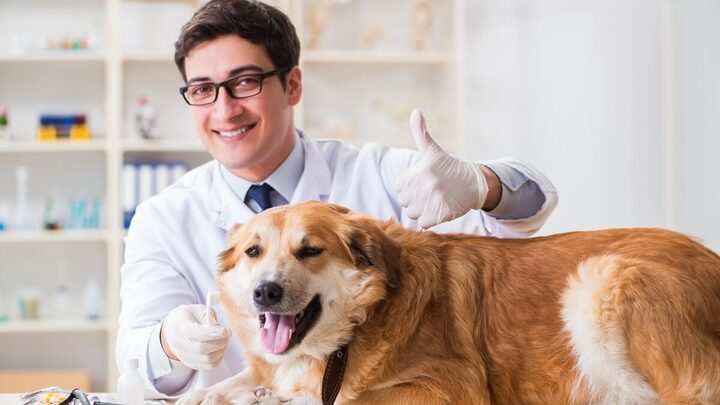 Atenção contínua à saúde preventiva garante o bem-estar dos animais (Imagem: Elnur | Shutterstock)