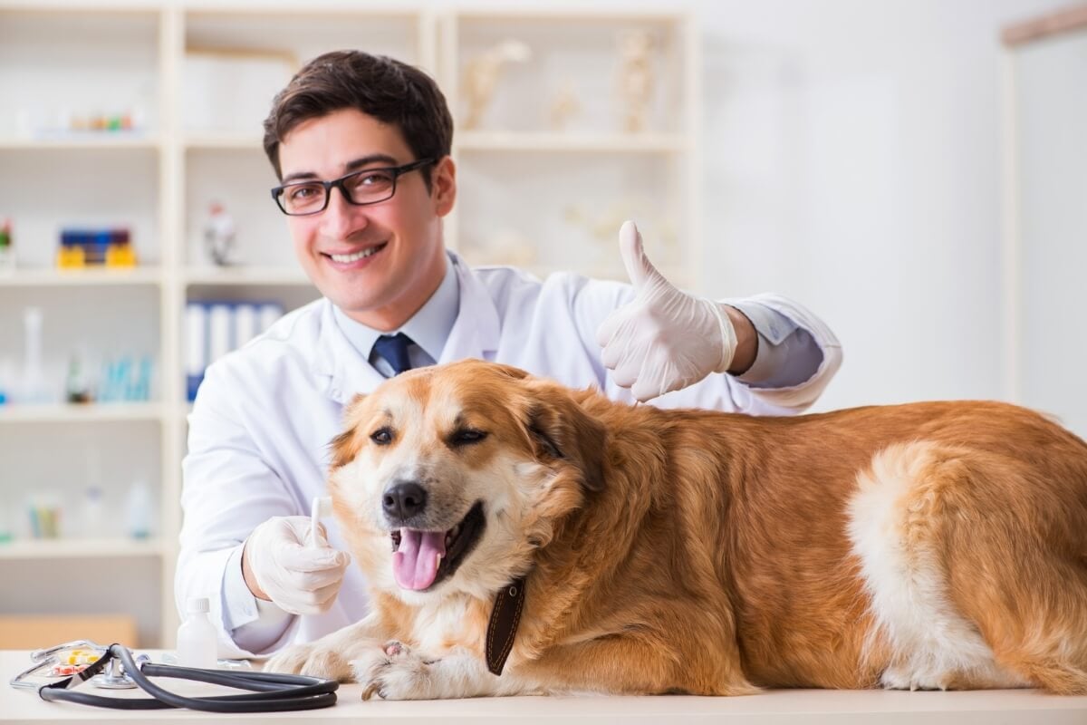 Atenção contínua à saúde preventiva garante o bem-estar dos animais (Imagem: Elnur | Shutterstock)