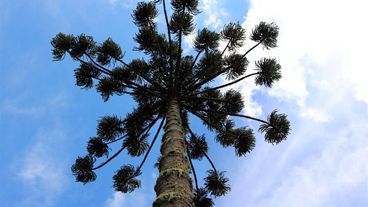 Herdeira terá que plantar 680 mudas (Foto: Cristina Braga, Reprodução)