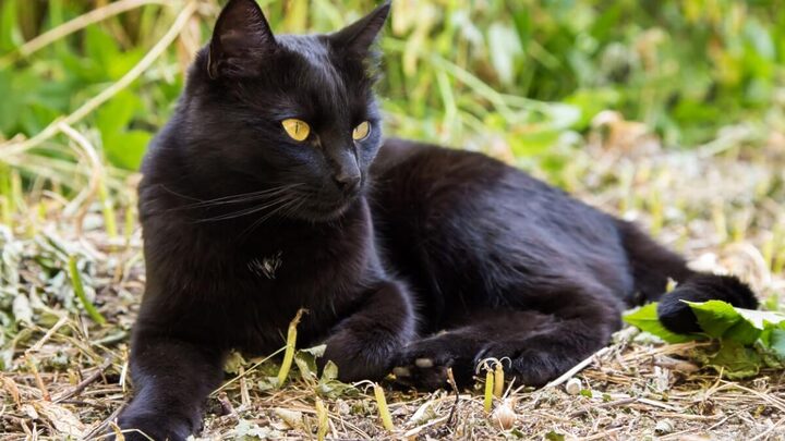 O bombaim é uma raça de gato musculosa e afetuosa (Imagem: Viktor Sergeevich | Shutterstock)