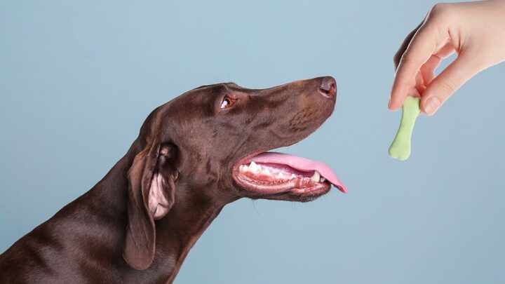 É possível incluir o petisco na alimentação do cachorro de forma saudável (Imagem: New África | Shutterstock)