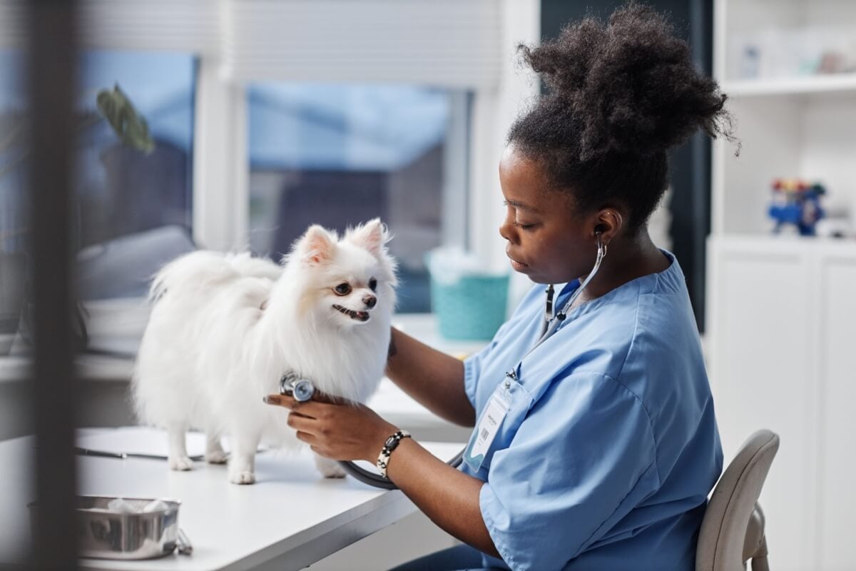 A saúde cardíaca dos pets também precisa de atenção (Imagem: SeventyFour | Shutterstock)