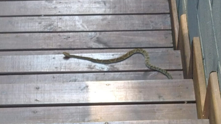 Cobra invade condomínio e deixa moradores "para fora" em Florianópolis
