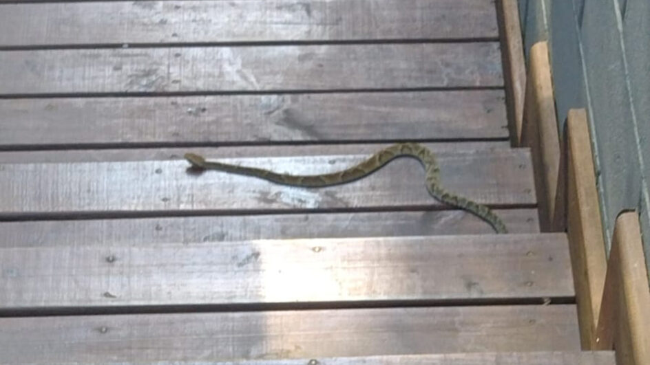 Cobra invade condomínio e deixa moradores "para fora" em Florianópolis