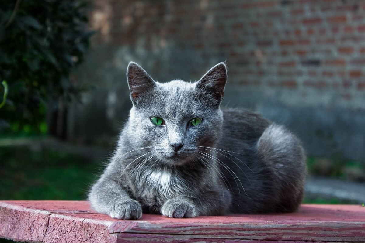 Os gatos idosos têm necessidades específicas (Imagem: kot1k87 | Shutterstock)