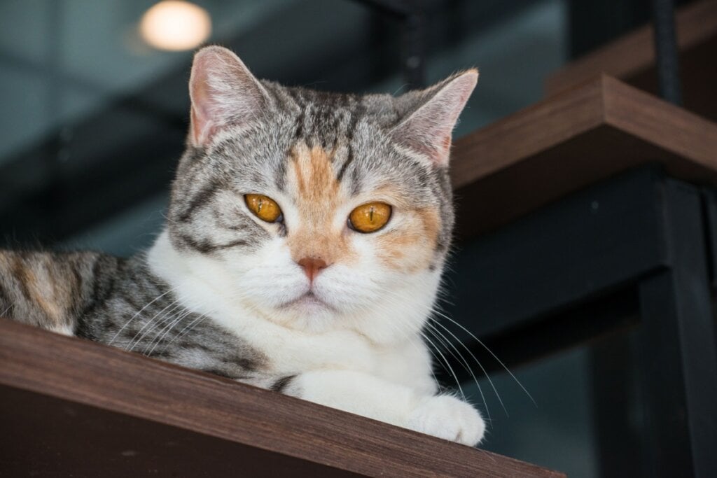 O american wirehair &eacute; um gato saud&aacute;vel e f&aacute;cil de cuidar (Imagem: Boyloso | Shutterstock)