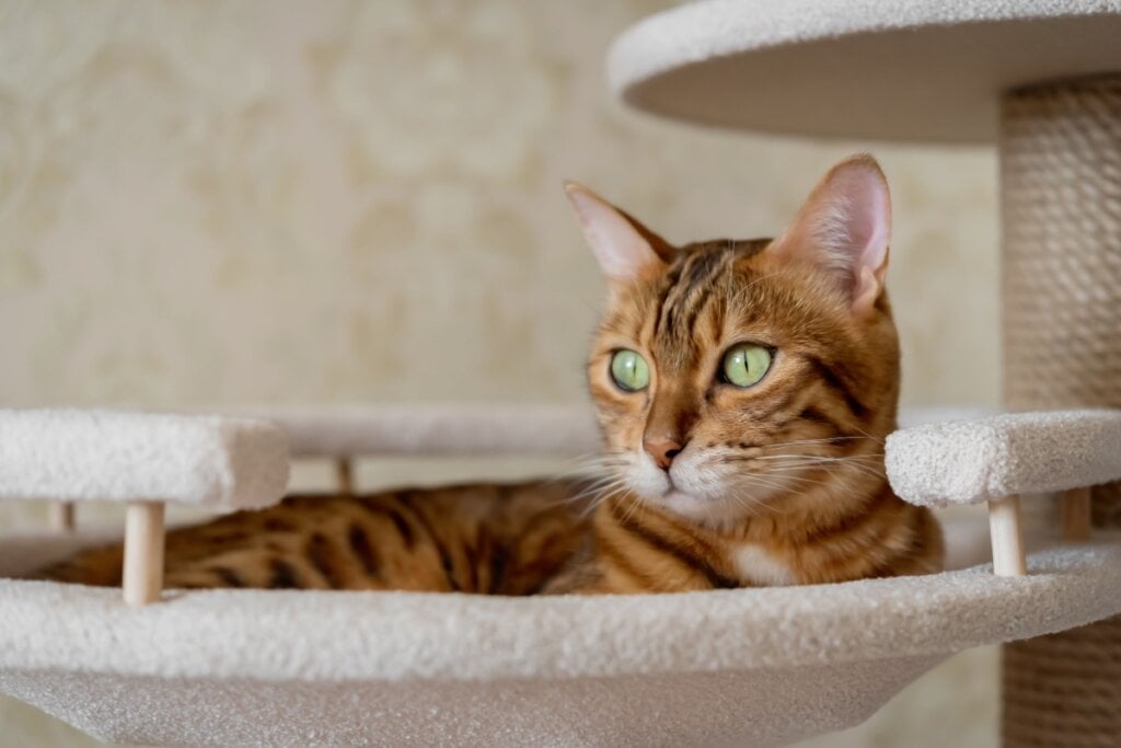 Ruídos metálicos costumam deixar os gatos extremamente desconfortáveis (Imagem: Svetlana Rey | Shutterstock)