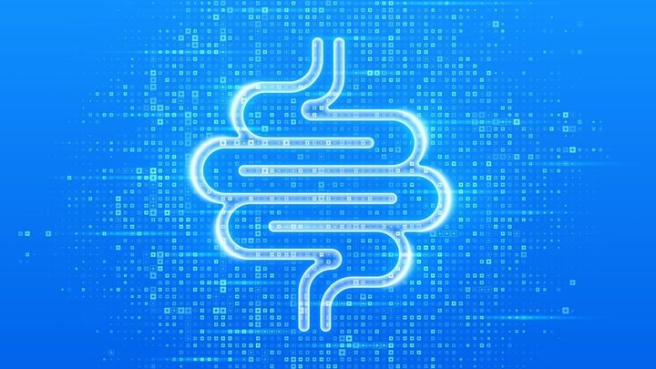 O intestino atua como um termômetro do nosso corpo (Imagem: Iurii Motov | Shutterstock)