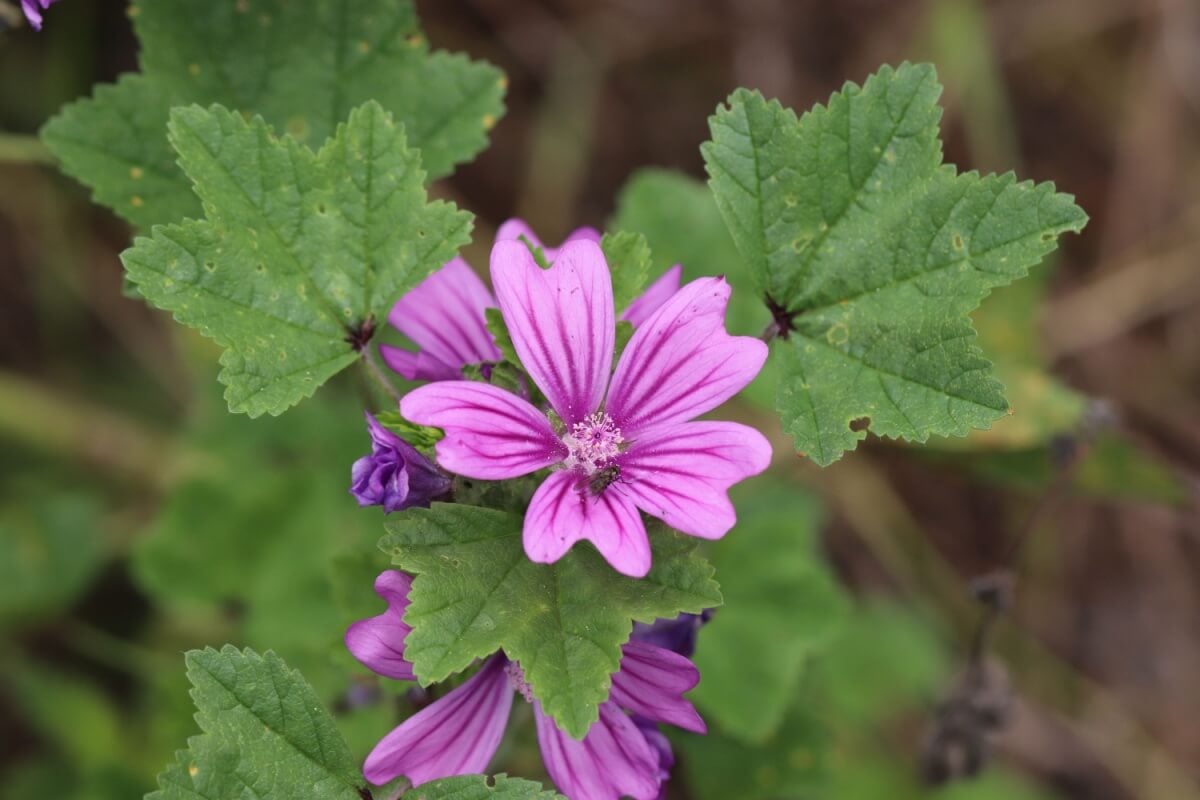 A malva é uma planta que oferece diversos benefícios à saúde (Imagem: Lewis Pidoux | Shutterstock)