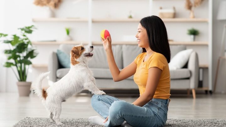 O reforço positivo pode beneficiar o cachorro e o tutor de diferentes maneiras (Imagem: Prostock-studio | Shutterstock)