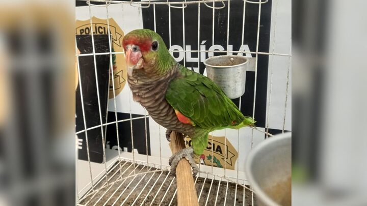 Papagaio está ameaçado de extinção (Foto: Polícia Civil de Joinville, Divulgação)