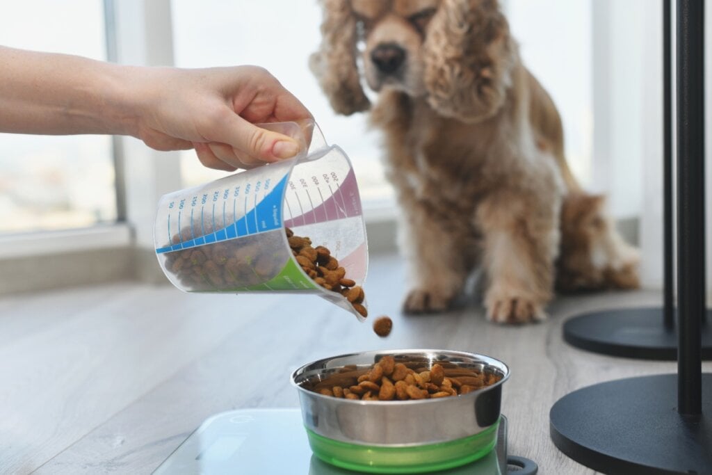 O cuidado com a alimentação é importante para garantir a saúde do coração dos animais (Imagem: O_Lypa | Shutterstock)