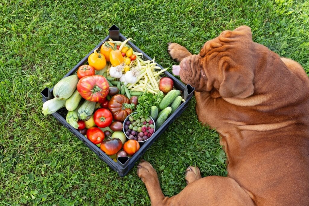 Cachorros da ra&ccedil;a mastiff exigem uma dieta rica em nutrientes para manter a sa&uacute;de &oacute;ssea (Imagem: Lexashka | Shutterstock)