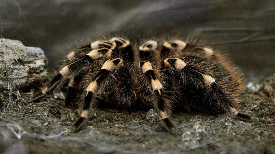 Aranhas