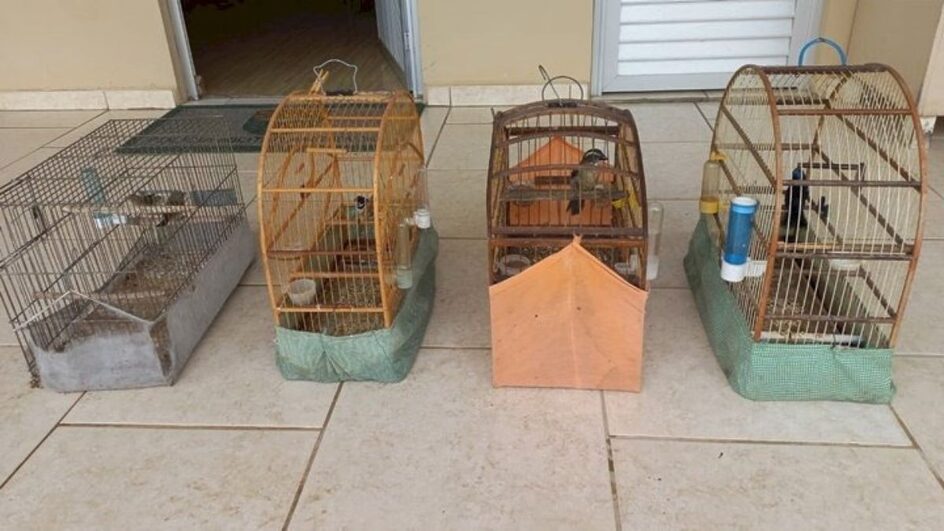 Aves silvestres são resgatadas em SC.