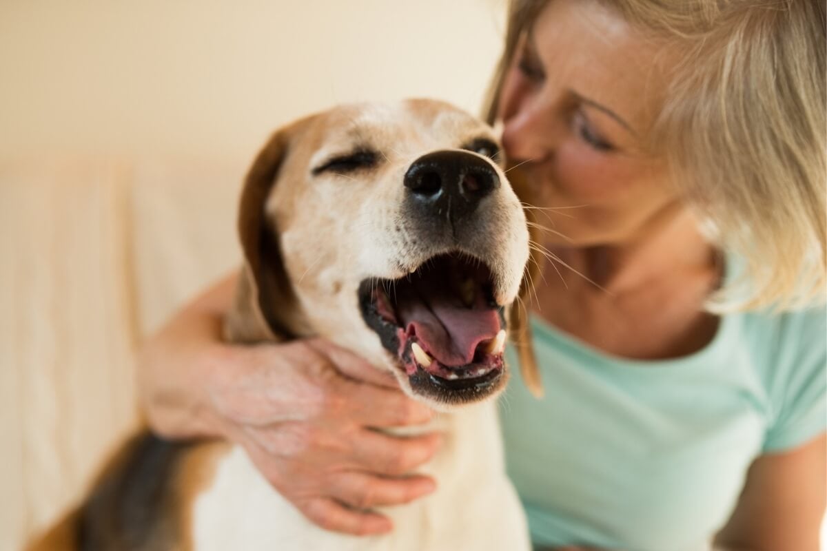 Cuidados especiais garantem que os cachorros vivam felizes por mais tempo (Imagem: Ground Picture | Shutterstock)