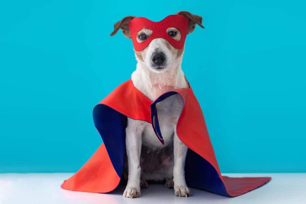 Nomes de cachorros inspirados em personagens da Marvel e DC expressam uma homenagem aos heróis e vilões icônicos das franquias (Imagem: Demkat | Shutterstock)