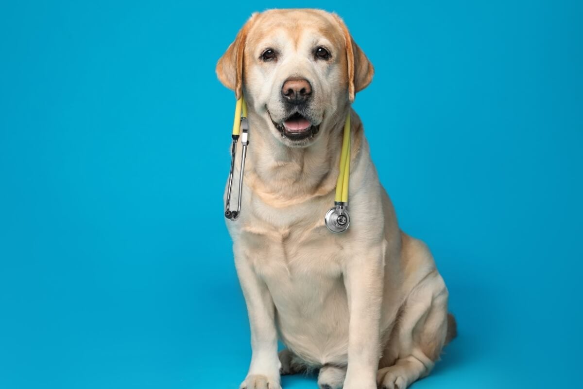 Campanha de novembro azul também se estende ao universo pets para conscientizar os tutores sobre as doenças de próstata (Imagem: New Africa | Shutterstock)