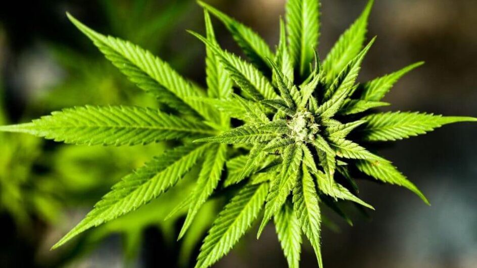 Medicamentos à base de Cannabis podem ter distribuição ampliada em SC