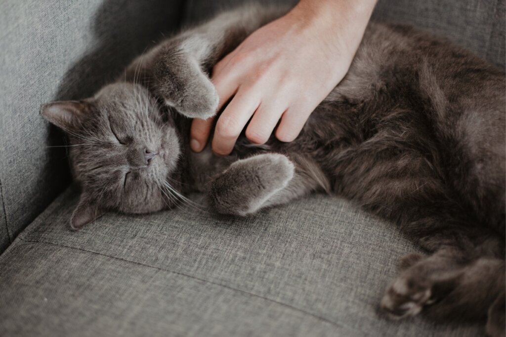 Devido à pelagem densa, o chartreux precisa ser escovado semanalmente (Imagem: ajlatan | Shutterstock)