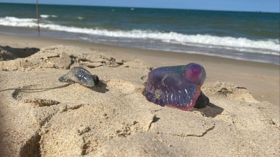 Caravelas-portuguesas foram encontradas em uma praia de Piçarras (Foto: Prefeitura de Balneário Piçarras, Divulgação)