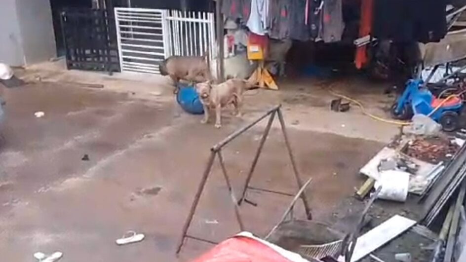 Criança foi atacada por cachorro da família (Foto: CBMSC, Divulgação)