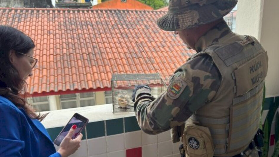 Gambá vai parar em telhado de escola e mobiliza operação de resgate em São José