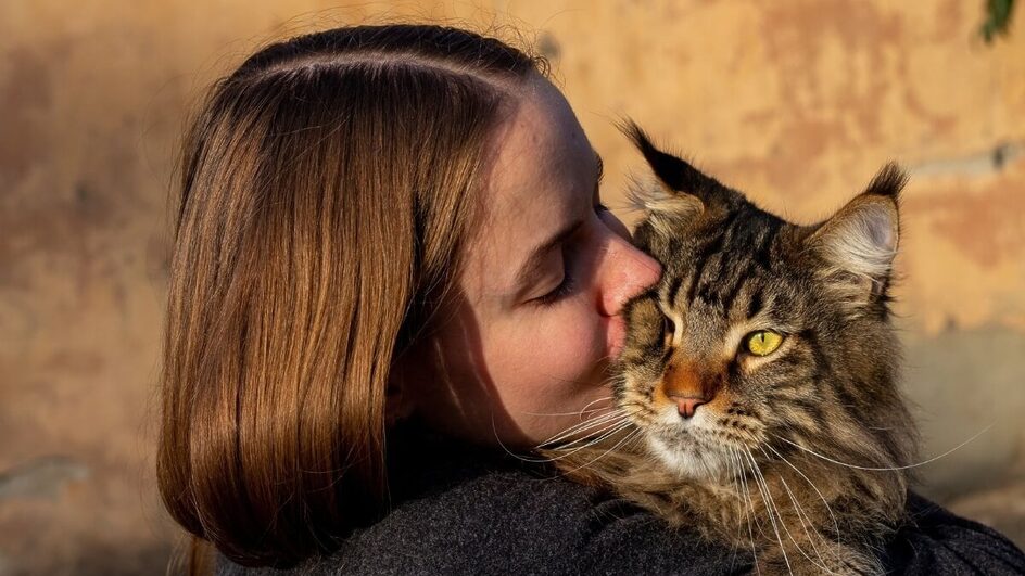 Algumas raças de gatos se destacam pela característica afetuosa, sendo uma escolha ideal para aqueles que buscam uma conexão mais próxima com o animal (Imagem: glebantiy | Shutterstock)